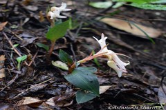 Goodyera biflora